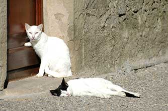 Aigne - Chats dormant représentant la tranquillité dans notre village médiéval