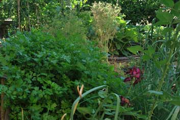 Carré des fines herbes