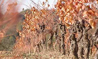 vigne dans les Mourrels