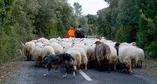 Transumance en Minervois